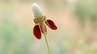 PRAIRIE CONEFLOWER Ratibida columnifera [upl. by Pellikka917]