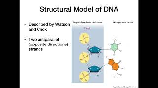 DNA Structure [upl. by Erdna]