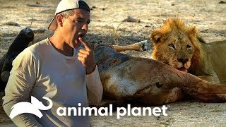 Frank prueba carne de una presa de un león  Wild Frank en África  Animal Planet [upl. by Summer]