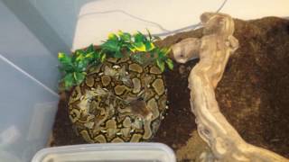 How to care for a reticulated python [upl. by Ardnoek422]