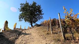 LANGHE  Anello Serralunga dAlba Sinio Serralunga dAlba  Foliage autunnale [upl. by Nivlen22]