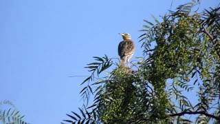 Sturnella magnaPradero oriental o Tortilla con chileEastern Meadowlarck Canto Iy II [upl. by Gehlbach498]