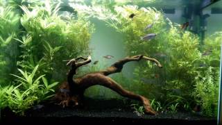 Acuario 150l comunitario plantado [upl. by Attennyl]