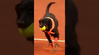 Des chiens ramasseurs de balles 🐕😍 sports tennis [upl. by Willing]