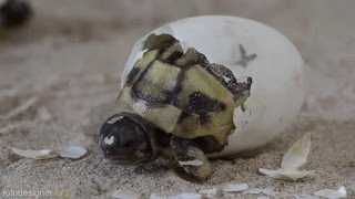 Schlüpfen Griechischer Landschildkröten  Greek tortoise hatching [upl. by Lounge]