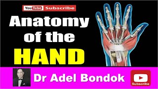 Anatomy of the Hand Dr Adel Bondok [upl. by Loss]