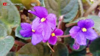 Bunga Peperomia ViolcesAmerican Violet Flower [upl. by Senecal184]