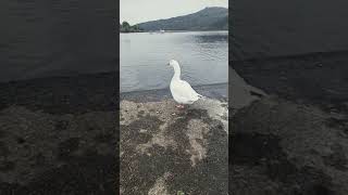 Embden goose honking in llyn padarn [upl. by Annel833]