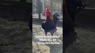 Al Denizli Horozu Ötüşü🐓🧿🤌Maşallah 🧿🐓 [upl. by Hannej]