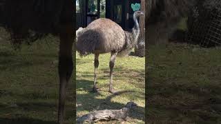 ￼Taronga Zoo  EMU [upl. by Enelhtac695]