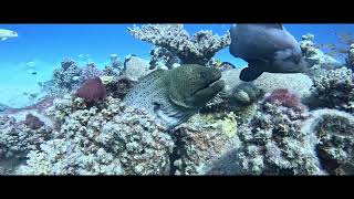 Egypt Makadi Bay Housereef 1st shot with GoPro 13 [upl. by Matilde]