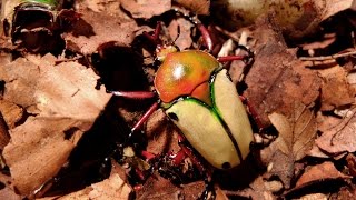 Eudicella euthalia hereroensis  Rosenkäfer  Flower Beetle [upl. by Einnel]