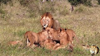 A Day With The Sweni Mega Lion Pride At Wildebeest Kill [upl. by Francesco404]