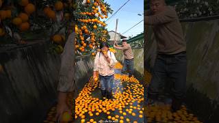 Beautiful Fresh Orange 🍊🍊 Harvesting from Farm With Rural Farmer 🍊🍊 shorts satisfying [upl. by Kenlay]