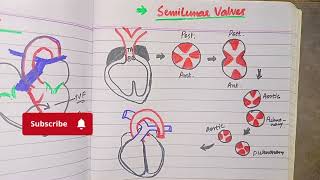 Septum formation in the ventricles Formation of semilunar valves of aorta and pulmonary trunk [upl. by Nylyahs839]