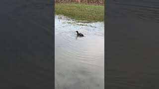 Merganser into the Wild to Celebrate National Wetlands Day [upl. by Mendoza322]