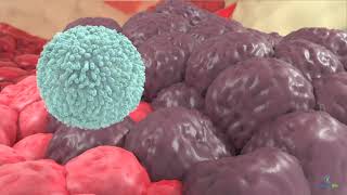 How do natural killer cells target cancer [upl. by Hofstetter986]