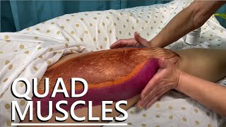 How to Massage the Quadriceps [upl. by Harlow207]