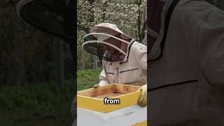 Beekeepers – Our Quiet Heroes [upl. by Ehcrop445]