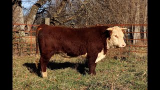 Registered Hereford Bulls for Sale [upl. by Barrett]