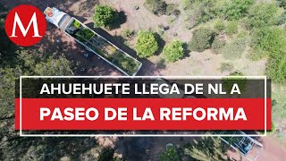 ¡Ya está aquí Ahuehuete que se plantará en la glorieta en Reforma llega a la CdMx [upl. by Ocirderf]