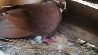 Kabotari ka Bacha 🐣 Nikal Gaya Wow😍 [upl. by Valdemar]