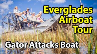 Everglades Airboat Tour  Extreme Alligator Encounter Ensues [upl. by Riehl]