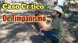 Emergencia en el Corral Cómo Resolver un Caso Crítico de Timpanismo en Vacas [upl. by Kerk]