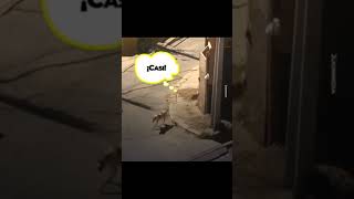 Mira lo que pasa si dejas a tu perro en la calle porhaynomas perros humor video viralvideo [upl. by Arelus]