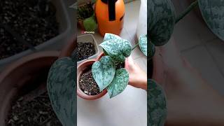 Repotting WellRooted Scindapsus pictus quotExoticaquot Cuttings  Satin Pothos Plant Care [upl. by Ingram]