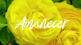 Conjunto Amanecer  Flores Amarillas Lyric Video [upl. by Pretrice]