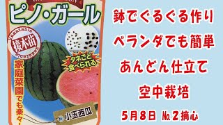 甘〜い 小玉スイカ 🍉【ピノガール】No2摘心鉢でぐるぐる作りベランダでも簡単あんどん仕立てで空中栽培 家庭菜園 2024年5月8日 [upl. by Oninotna]