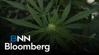 Celebrating Germany’s landmark decision to legalize cannabis Canopy Growth CEO [upl. by Anerb]