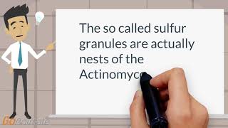 What are in the sulfur granules of actinomycosis [upl. by Tiossem]