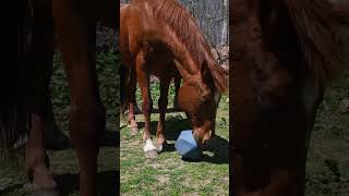 Gallop Along The Horse Song for Kids horsesong animalsong childrensmusic [upl. by Akkimat439]