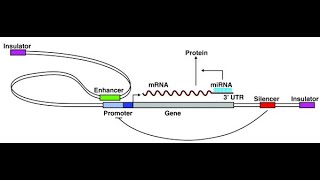 Regulatory Elements in Eukaryotic Transcription [upl. by Ewell94]