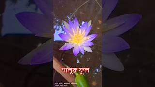 শালুক ফুল কিভাবে লাগাবেন💯💦✅ তবেই পাবেন viralvideo flowers highlights like love💦💦 [upl. by Assilram]