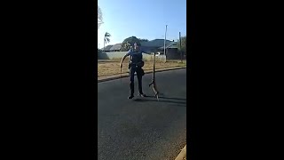 Angry goanna arrested by Western Australia Police [upl. by Weiner]