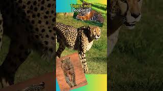 Cheetahs Are NOT Big Cats🐆🐆🐯animals animalfacts shorts [upl. by Nwatna]