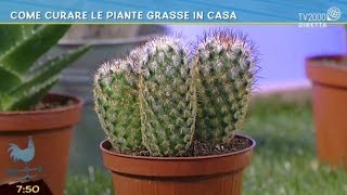 Come curare le piante grasse in casa [upl. by Acimat]