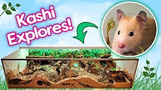 Hamster quotKashiquot Explores Her Rainforest Cage for the First Time [upl. by Nit189]