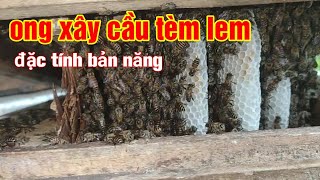 Ong xây cầu tèm lem Để cũng dở phá đi cũng dở Ong Rừng HD [upl. by Remat]