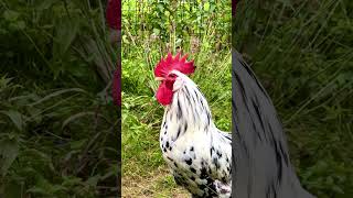 Exchequer Leghorn rooster crowing  Excalibur is a rooster of rarechickenbreed exchequerleghorn [upl. by Paige]