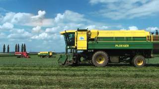 Récolte des pois de conserve 2010 avec 4 récolteuses Ploeger  peas harvest [upl. by Laraine]