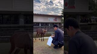 Scary Bowing Deer in Japan [upl. by Leifeste691]