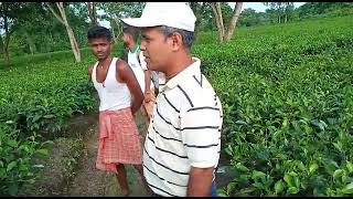 SAVE ECO ORGANIC PVT LTD ORGANIC TEA GARDEN ORGANIC [upl. by Nadnerb]