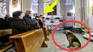 Dieser Hund geht täglich in die Kirche  Der Grund ist unglaublich [upl. by Nehr]