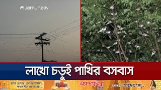 অপরূপ দৃশ্য গোপালগঞ্জে চড়ুই পাখির কিচিরমিচিরে মুগ্ধ স্থানীয়রা  Gopalganj sparrow  Jamuna TV [upl. by Coussoule]