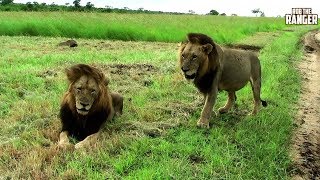 Archive Mapogo Lion Footage Makulu Mapogo And MrT [upl. by Kirven733]