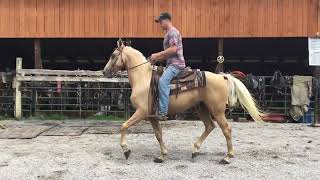 Sold 54 151h 7 yr old palomino Saddlebred gelding 1350 [upl. by Danny]